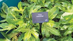 Fatsia Camouflage - credit: Wyevale Nurseries